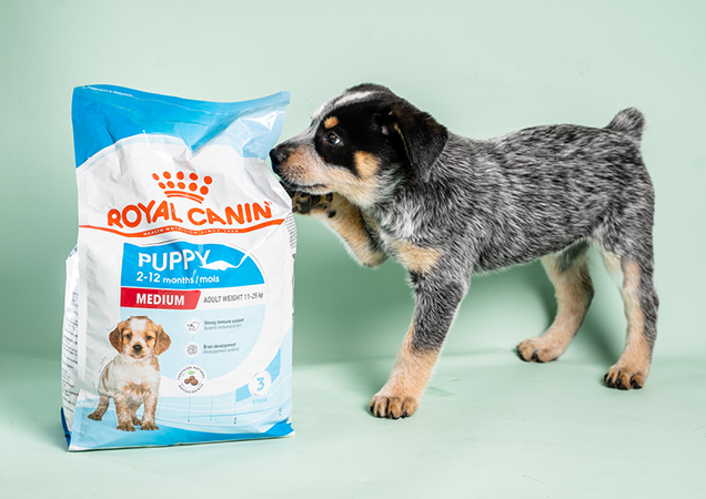 Black and white puppy with a bag of Royal Canin puppy food